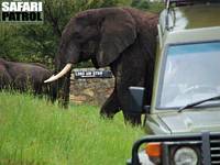 Elefanter bakom jeepen. (Lobo i norra Serengeti National Park, Tanzania)