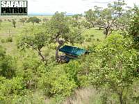 Bushnra lge p Stanley's Kopje Camp. (Mikumi National Park, Tanzania)