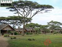 Ndutu Safari Lodge. (Vstra Ngorongoro Conservation Area, Tanzania)