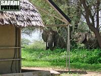 Elefanter p Tarangire Safari Lodge. (Tarangire National Park, Tanzania)