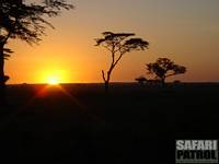 Soluppgng. (Serengeti National Park, Tanzania)