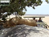 Safariresenrer tittar p lejon frn jeepen. (Serengeti National Park, Tanzania)