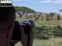 Safariresenr fotograferar giraffer. (Serengeti National Park, Tanzania)