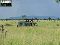 Safarijeep i savanngrset. (Serengeti National Park, Tanzania)