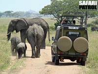 Elefanter framfr jeepen p bushvg. (Serengeti National Park, Tanzania)