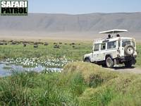 Safarijeep, afrikanska bufflar och kohgrar vid Hippo Pool. (Ngorongorokratern, Tanzania)