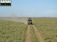 Safarijeep och Grants gasell p savannen. (Serengeti National Park, Tanzania)