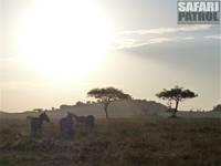 Zebror. (Serengeti National Park, Tanzania)