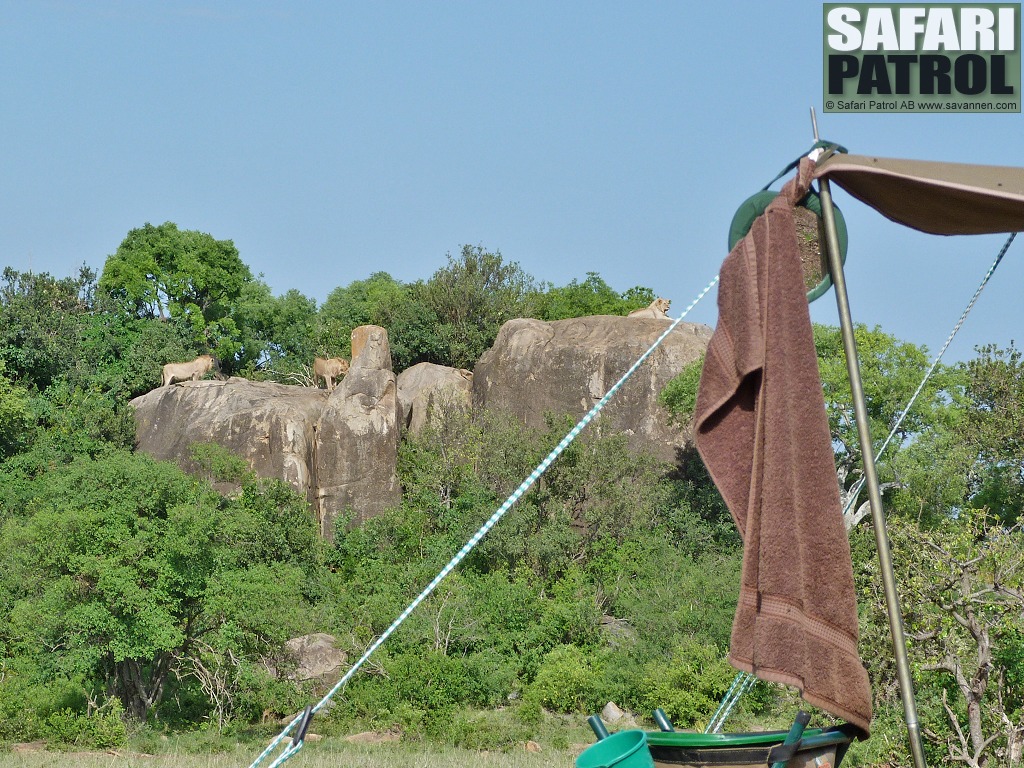 Lejon p klipporna vid mobil camp. (Moru Kopjes i sdra Serengeti National Park, Tanzania)