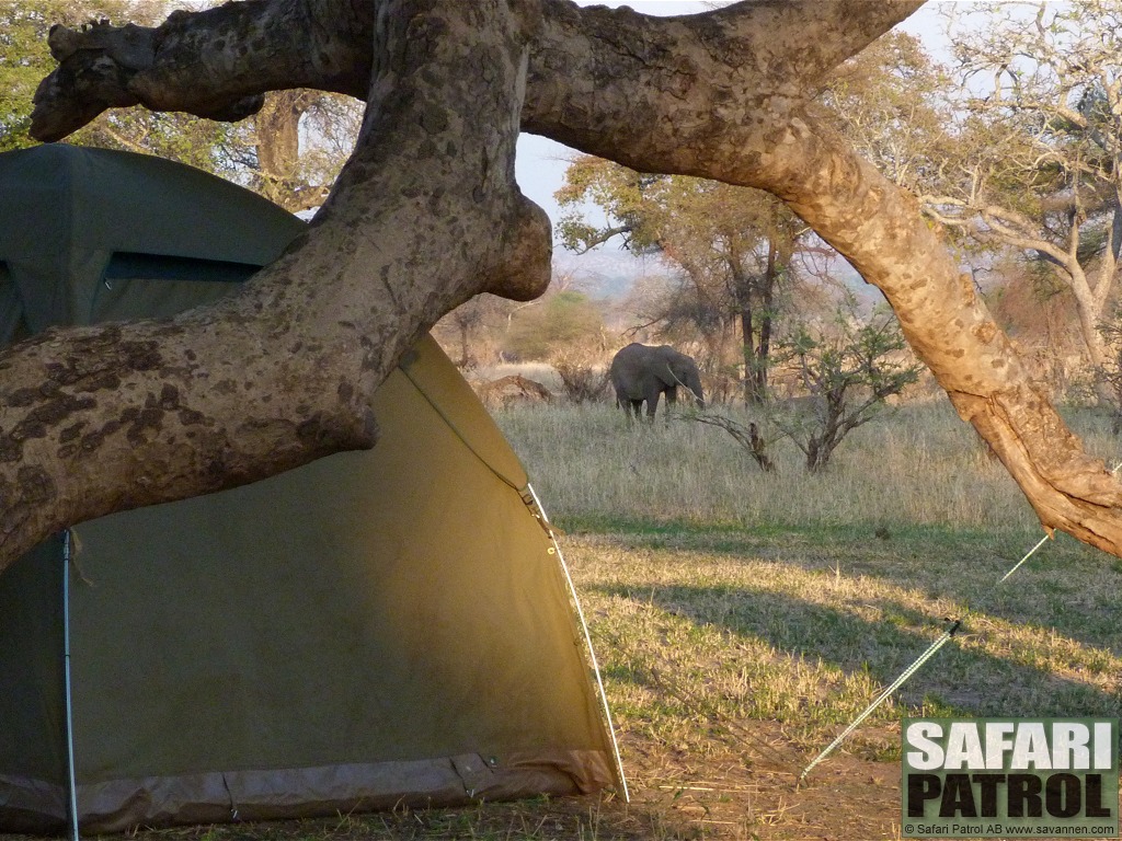 Elefant p mobil camp. (Tarangire National Park, Tanzania)