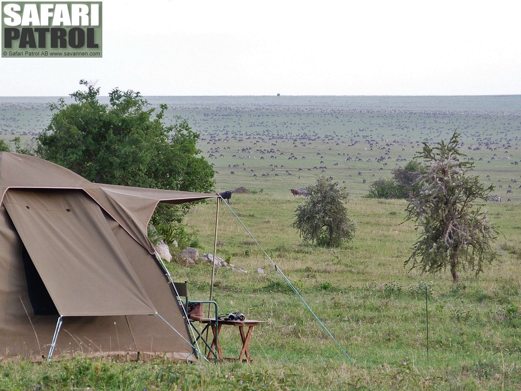 Migration vid mobil camp. (Moru Kopjes i sdra Serengeti National Park, Tanzania)