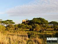 Mobil camp p special camp site Sero 1. (Seronera i centrala Serengeti National Park, Tanzania)