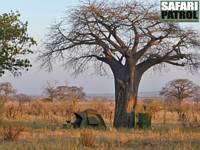 Mobil camp p special camp site Mlegea. (Tarangire National Park, Tanzania)