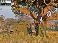 Mobil camp p special camp site Mlegea. (Tarangire National Park, Tanzania)
