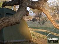 Elefant p mobil camp. (Tarangire National Park, Tanzania)