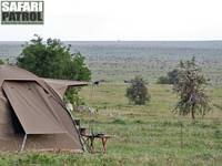 Migration vid mobil camp. (Moru Kopjes i sdra Serengeti National Park, Tanzania)