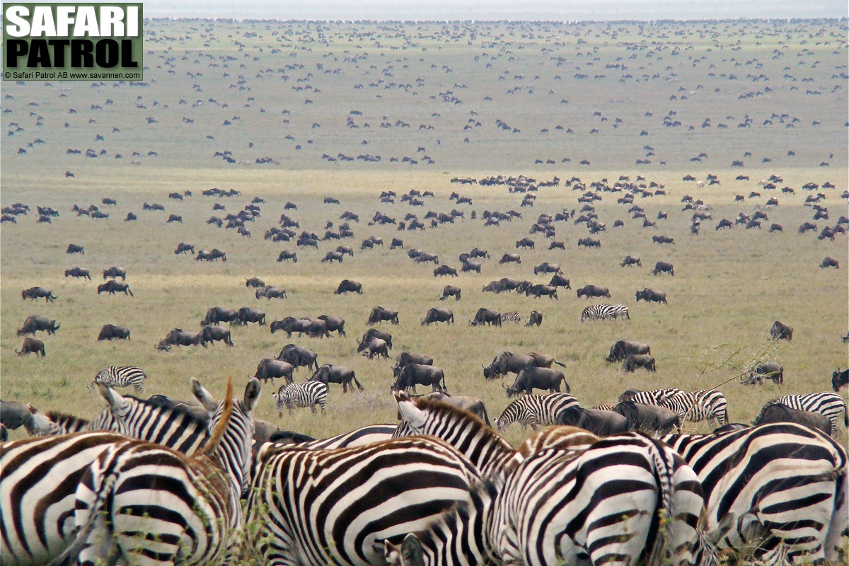 Migrationen. (Sdra Serengeti National Park, Tanzania)