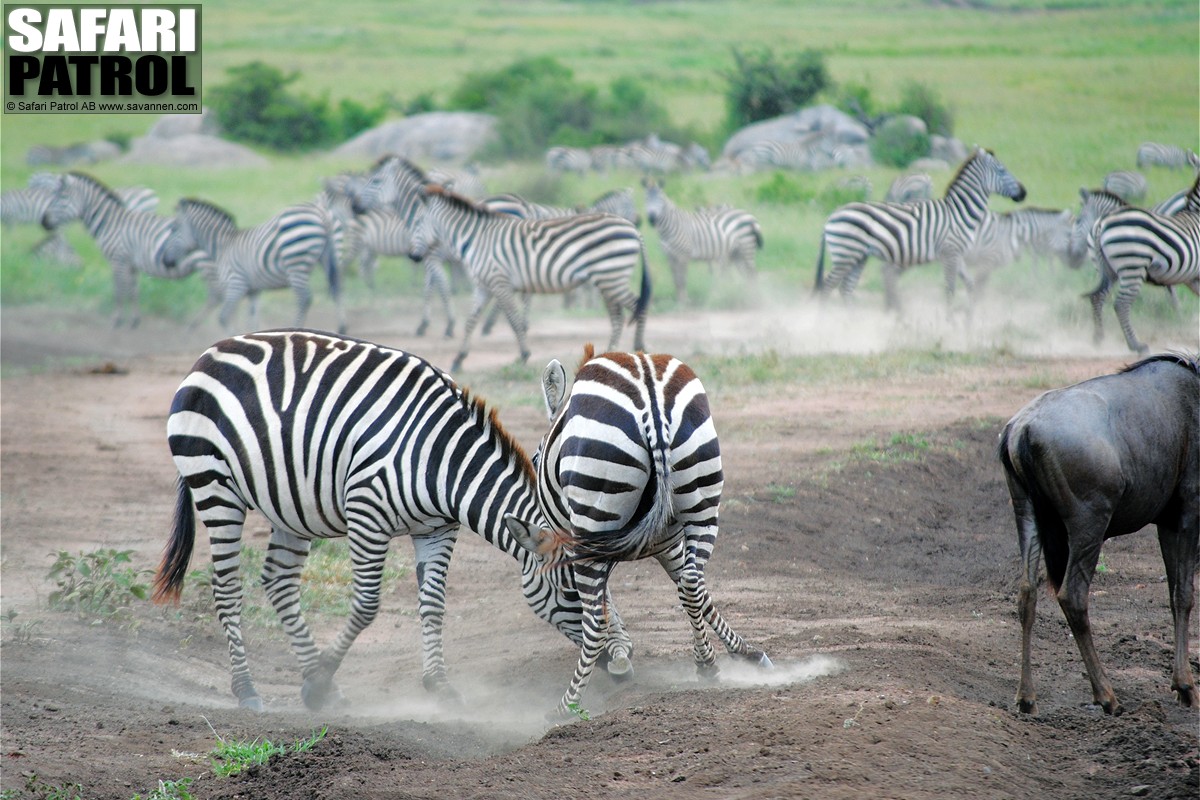 Zebror. (Sdra Serengeti National Park, Tanzania)