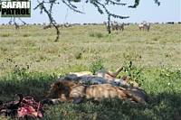 Lejon med byte. (Lake Ndutu i Ngorongoro Conservation Area, Tanzania)