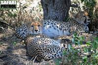 Geparder. (Lake Ndutu i Ngorongoro Conservation Area, Tanzania)