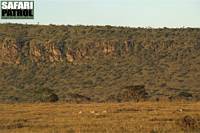 Gaseller. (Centrala Serengeti National Park, Tanzania)