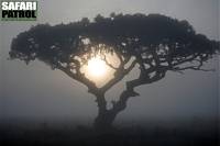 Dimmig morgon. (Sdra Serengeti National Park, Tanzania)