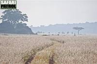 Morgonljus. (Moru Kopjes i Serengeti National Park, Tanzania)