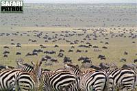 Migrationen. (Sdra Serengeti National Park, Tanzania)