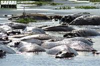 Flodhstar i Hippo Pool. (Ngorongorokratern, Tanzania)