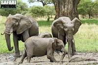 Elefanter badar i lervlling. (Tarangire National Park, Tanzania)