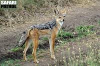 Svartryggad schakal. (Serengeti National Park, Tanzania)