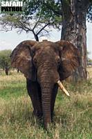 Elefant. (Tarangire National Park, Tanzania)