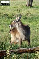 Vattenbock. (Serengeti National Park, Tanzania)