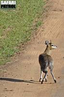 Klippspringare. (Lobo i norra Serengeti National Park, Tanzania)