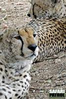 Geparder. (Seronera i centrala Serengeti National Park, Tanzania)