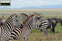 Migrationen. (Sdra Serengeti National Park, Tanzania)