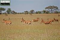 Koantiloper p sprng. (Centrala Serengeti National Park, Tanzania)