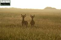 Koantiloper. (Serengeti National Park, Tanzania)