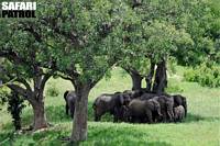 Elefanthjord sker skugga. (Tarangire National Park, Tanzania)