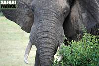 Elefant. (Tarangire National Park, Tanzania)