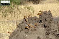 Dvrgmanguster i termitstack. (Tarangire National Park, Tanzania)
