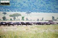 Gnuer p vandring mellan Moru Kopjes och Olobaye. (Sdra Serengeti National Park, Tanzania)