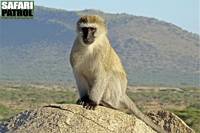 Grn markatta. (Seronera i centrala Serengeti National Park, Tanzania)