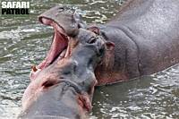 Flodhstar i floden vid Retima Hippo Loop. (Centrala Serengeti National Park, Tanzania)