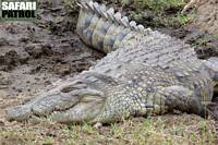 Nilkrokodil vid Seronerafloden. (Centrala Serengeti National Park, Tanzania)