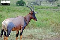 Topi. (Serengeti National Park, Tanzania)