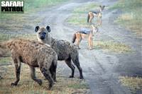 Hyenor mter schakaler. (Serengeti National Park, Tanzania)