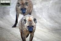 Hyenor. (Serengeti National Park, Tanzania)