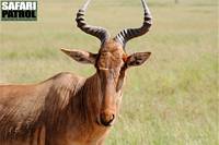 Koantilop. (Serengeti National Park, Tanzania)