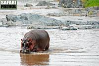 Flodhst i Retima Hippo Pool. (Serengeti National Park, Tanzania)